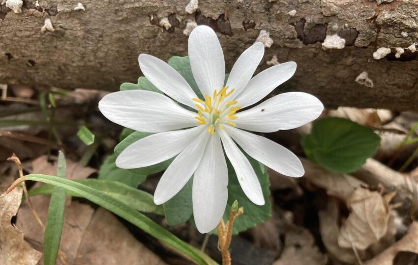 a white flower ephemeral blooming near a fallen log