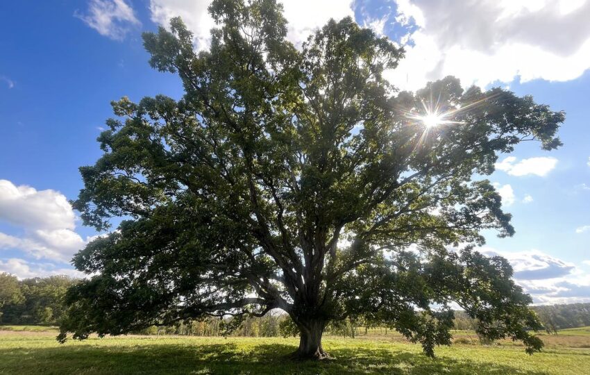 A great white oak stands alone in a field with the sun shining through its top right branches, green grass to either side and a bright blue sky with white clouds.