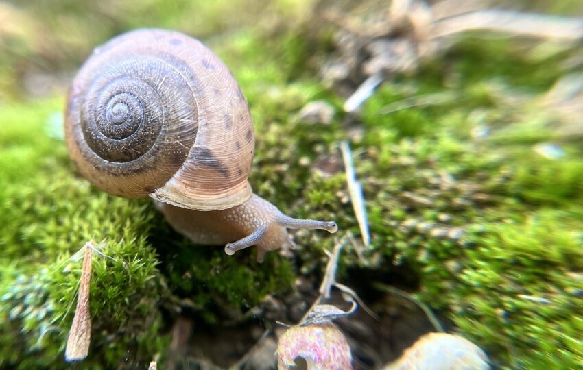 a spiral shell close-up shot of a white lip globe snail in the woodlands