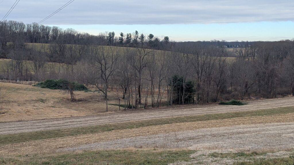 A landscape photo showing a section of invasive bamboo at Stroud Preserve, with a pile of already cut bamboo in the distance