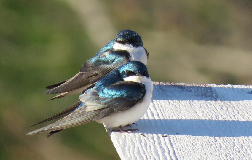 Two tree swallows perch on a box