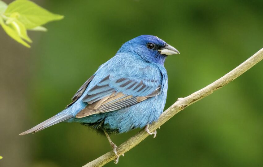 a bright blue indigo bunting perched on a thin branch in spring