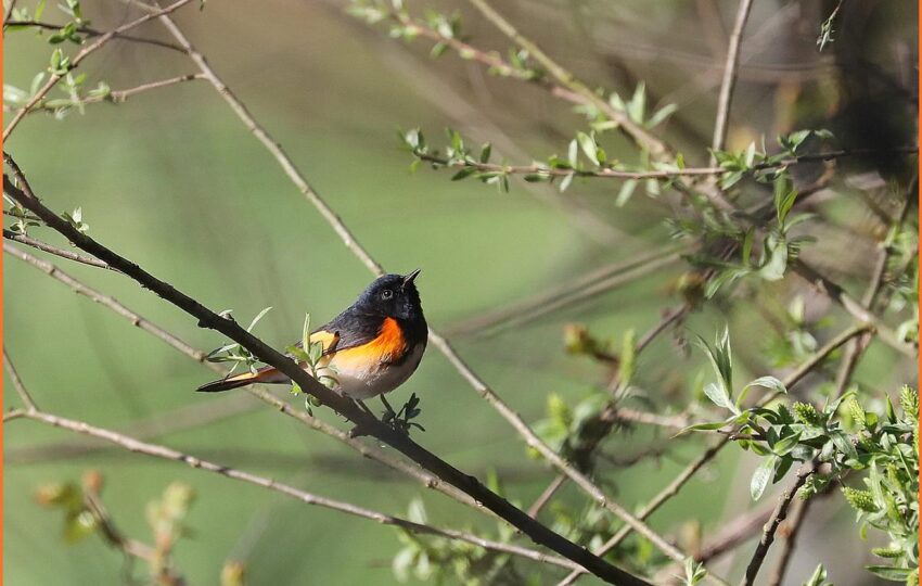 an American Redstart bird with a bright orange breast and black feathers in a spring setting