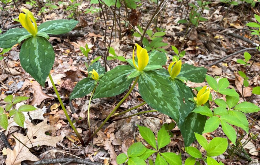 yellow trilliums on the side of a woodland trail