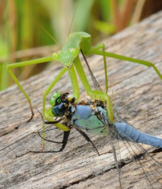 A green praying mantis holds and consumes a dragonfly on a wooden bench.