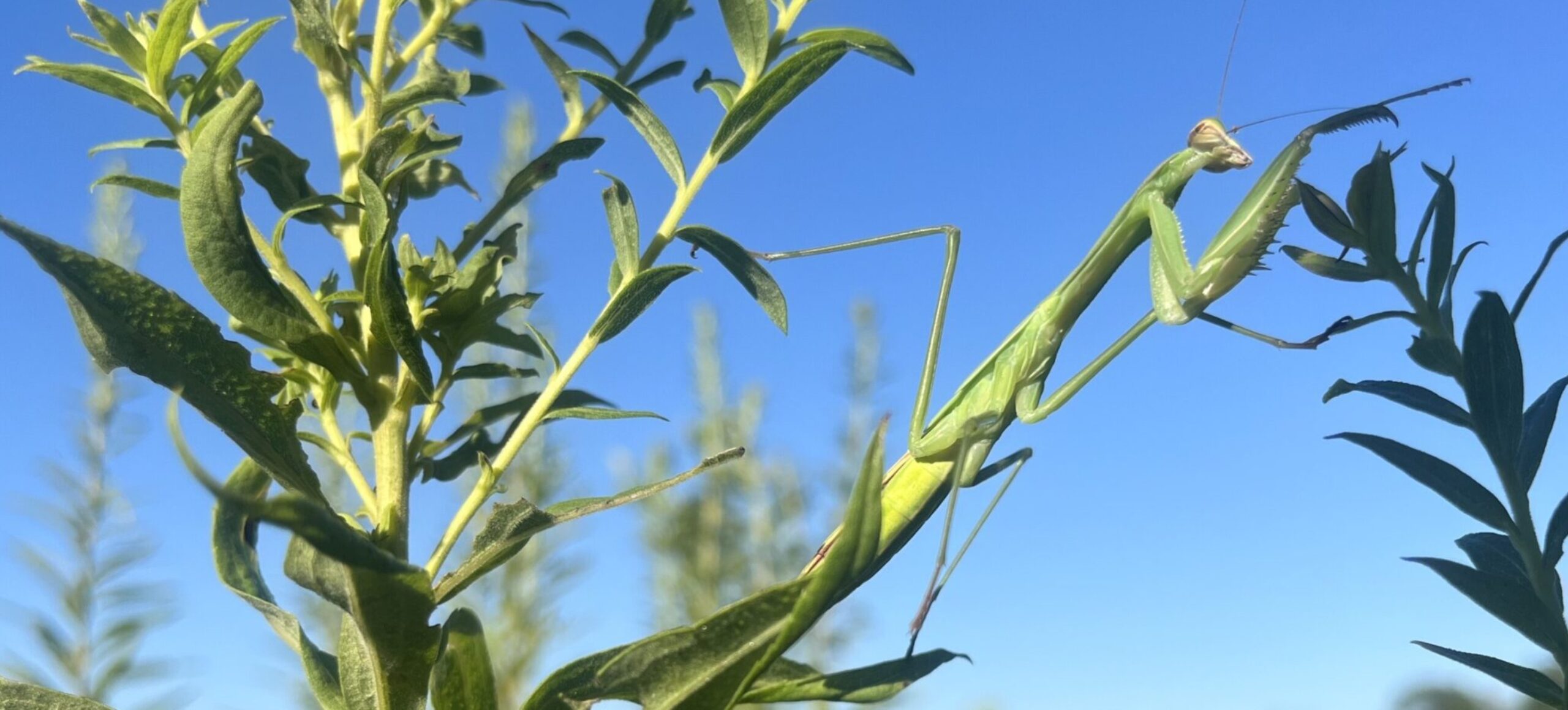 A green praying mantis perches on green plants with a blue sky behind it