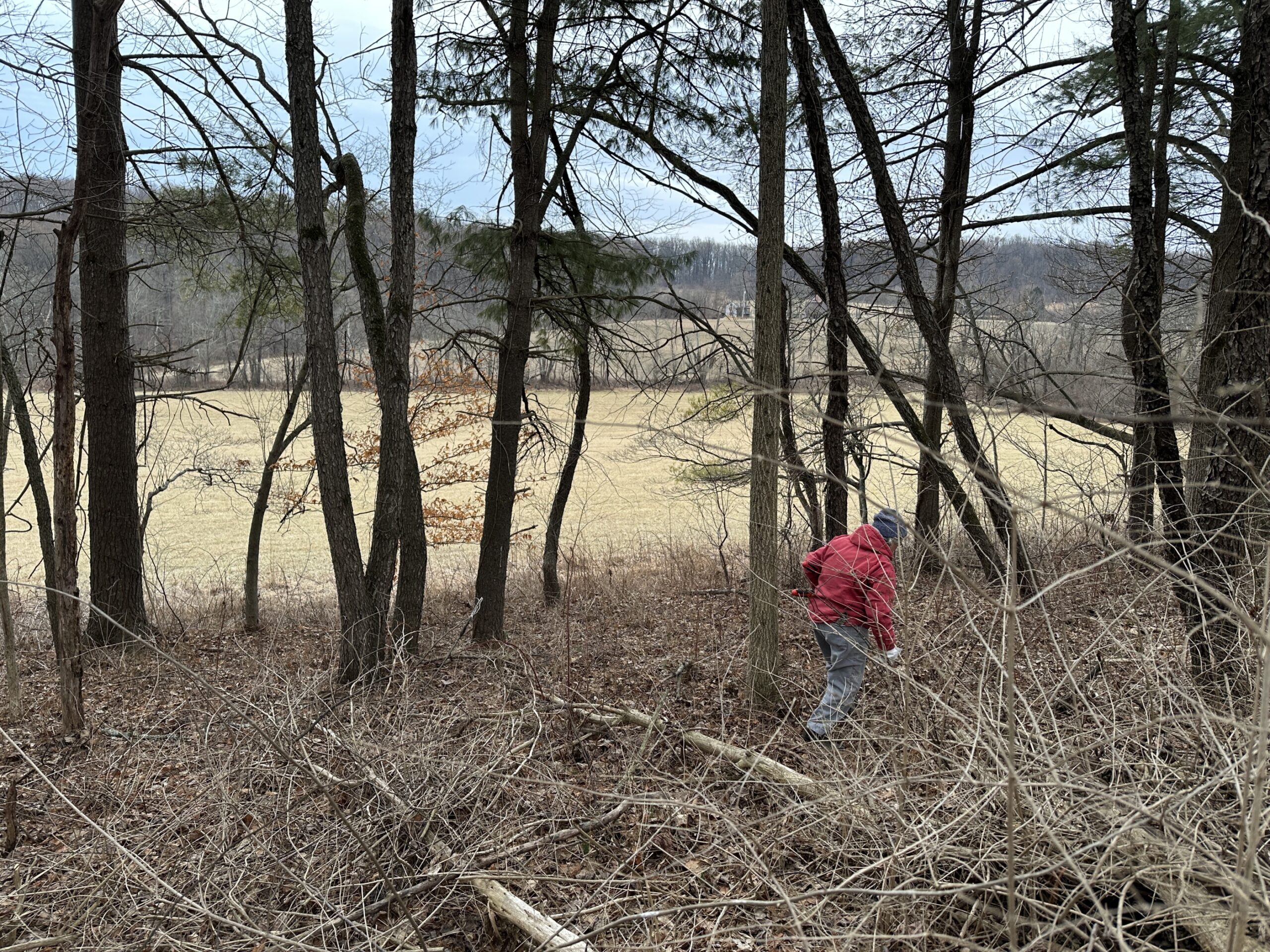 A person working in woods overlooking a hayfield.