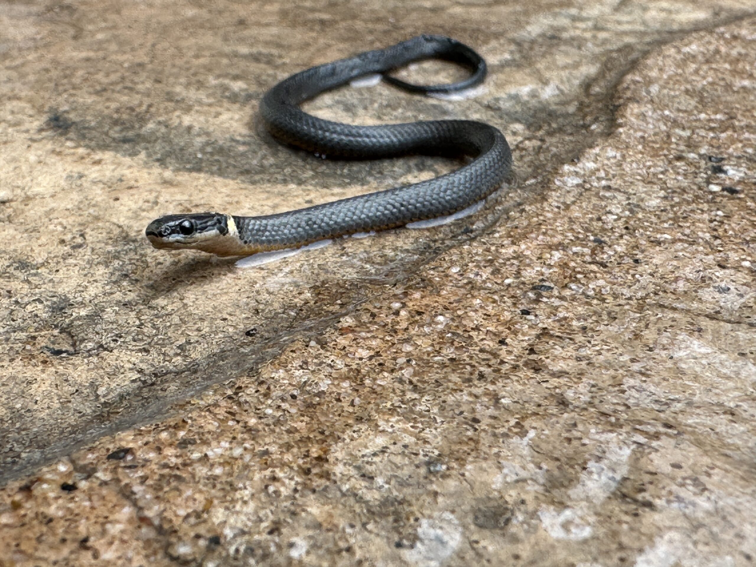 A ring-neck snake on stone.