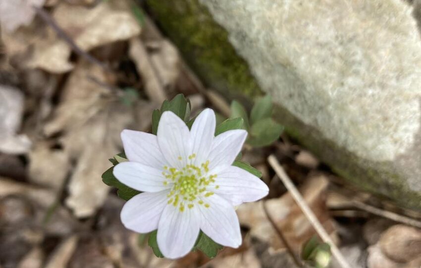 a white flower with 9 petals in a rocky terrain