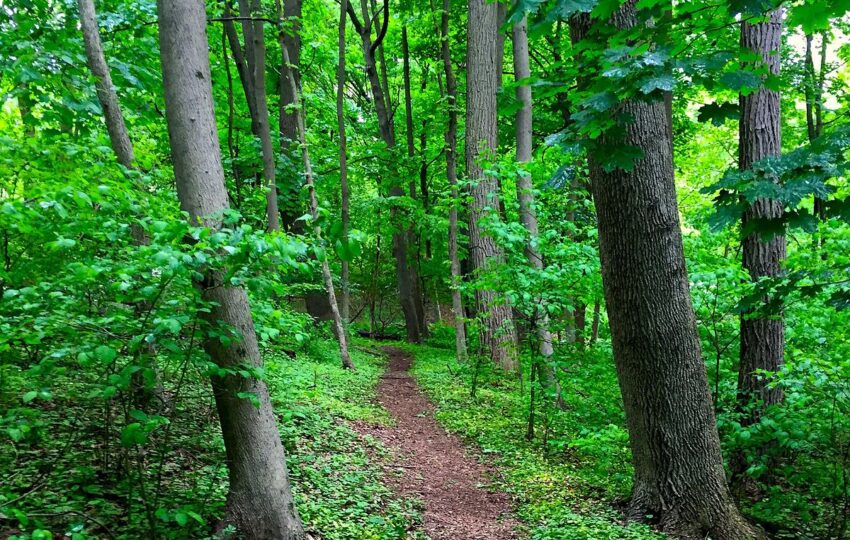 a natural path disappears into the woodlands