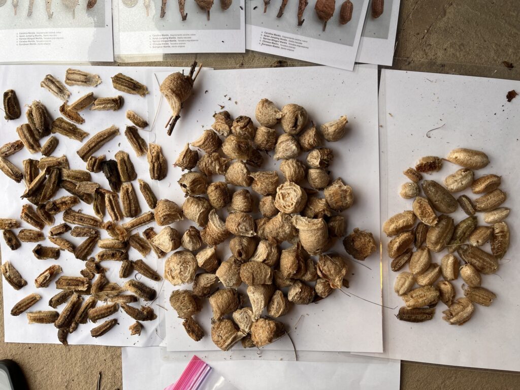 Dozens of praying mantis egg cases sorted into species and piled onto white paper on a table.