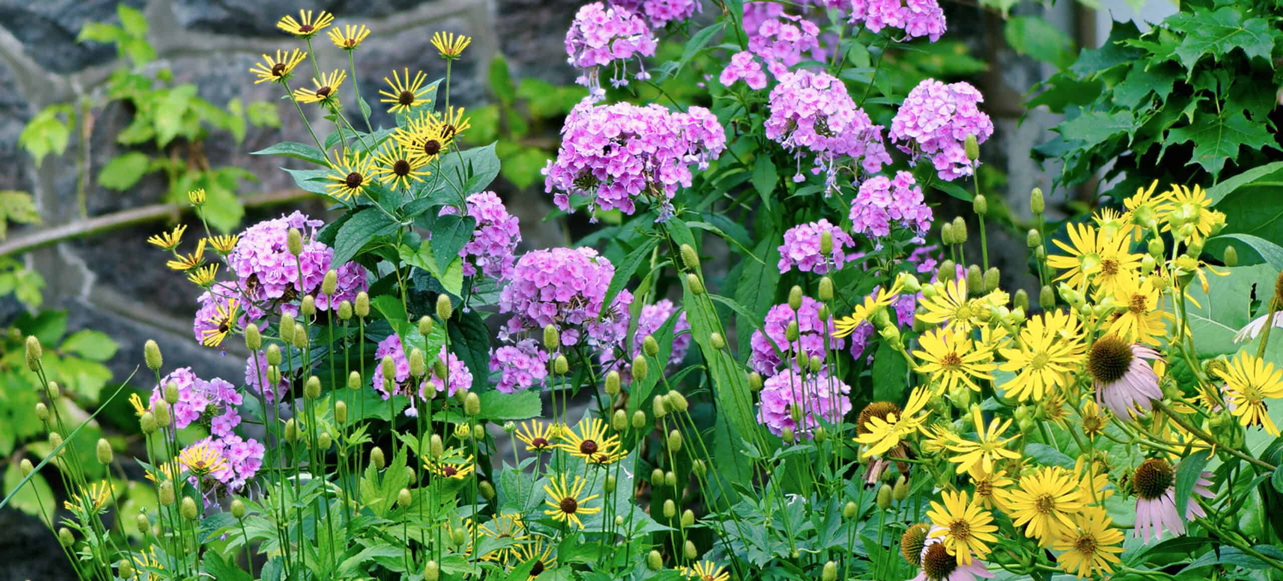 Pink and yellow flowers in the lower shade terrace at Stoneleigh: a natural garden.